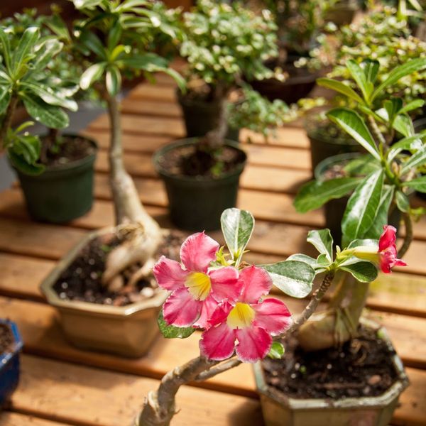 The Benefits of Using Bonsai Trees for Stress Relief and Meditation
